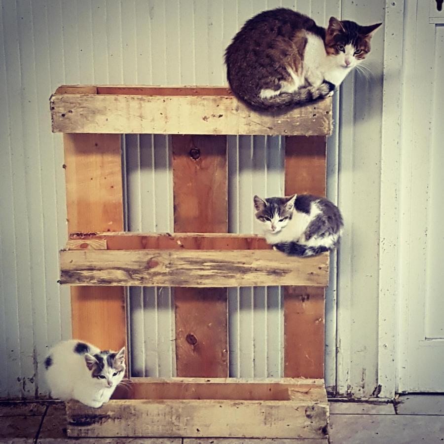 Le De La Ferme Du Tertre Ferienhaus Villers-au-Tertre
